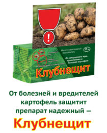 «Клубнещит» — надежная защита картофеля на весь сезон