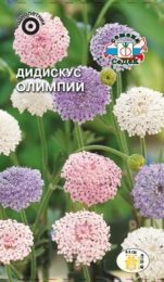 Цветы Дидискус Олимпий смесь/Седек/ цп