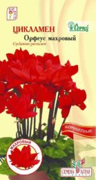Цветы Цикламен Орфеус махровый/Сем Алт/цп 3 шт.