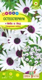 Цветы Остеоспермум Небо и Лед/Сем Алт/цп 0,1 гр.