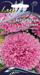 Астра «Балун» розовая