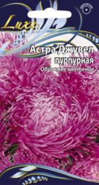 Астра «Джувел» пурпурная
