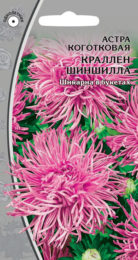 Астра коготковая «Краллен Шиншилла»
