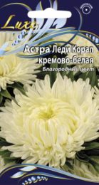 Астра «Леди Корал» кремово-белая