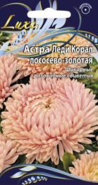 Астра «Леди Корал» лососево-золотая