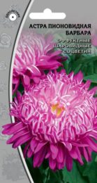 Астра пионовидная «Барбара»