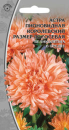 Астра пионовидная «Королевский размер» лососевая