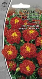Бархатцы отклоненные махровые «Кармен»
