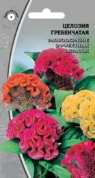 Целозия перистая «Гребенчатая»