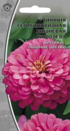 Цинния георгиновидная «Вишневая королева»