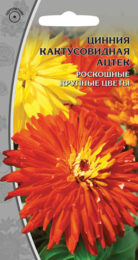 Цинния кактусовидная «Ацтек»