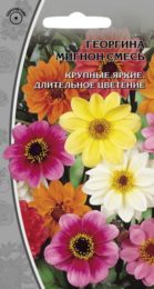 Георгина «Мигнон смесь»