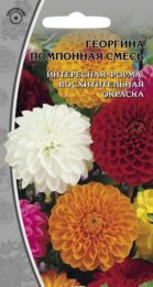 Георгина «Помпонная смесь»
