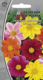 Георгина «Веселые ребята»