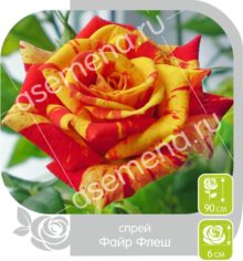 Файр Флеш
