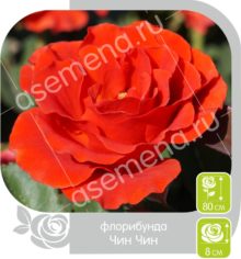 Чин Чин