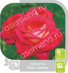 Мид Саммер