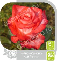 Хай Твинкл