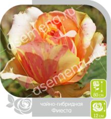 Фиеста