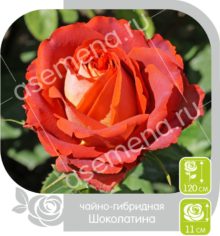 Шоколатина