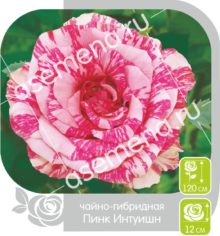 Пинк Интуишн