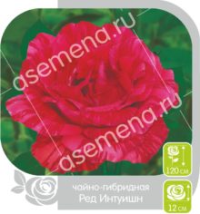 Ред Интуишн