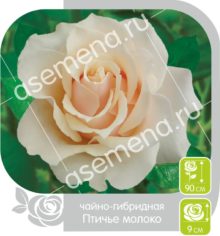 Птичье Молоко