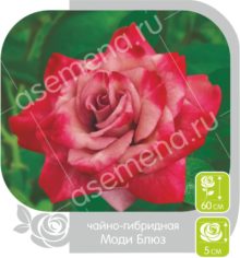 Моди Блюз