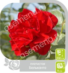 Бельканта