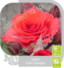 Бэби Бакара