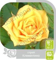 Клементина