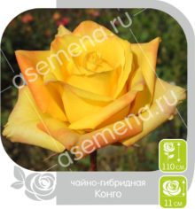 Конго