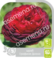 Графиня Диана
