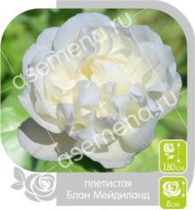 Блан Мейдиланд