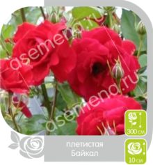 Байкал