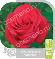 Кардинал
