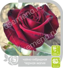 Черная Магия