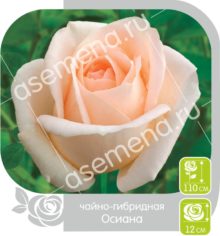 Осиана
