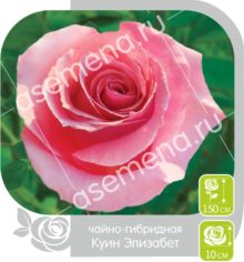 Куин Элизабет
