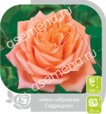 Седукцион