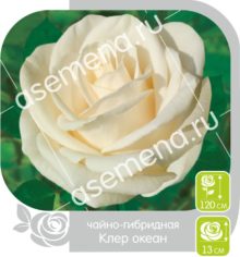 Клер Океан