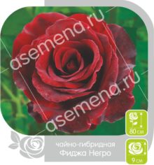 Фиджа Негро
