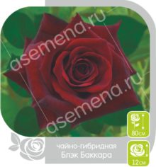 Блек Баккара