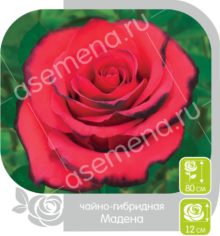Мадена