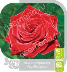 Ред Вельвет