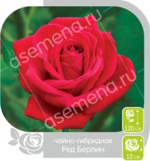 Ред Берлин