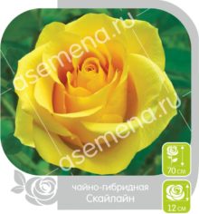Скайлайн