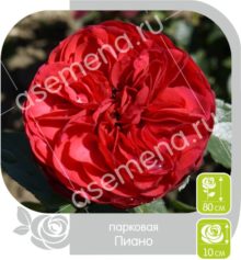 Пиано
