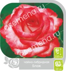 Блажь