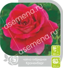 Кроненбург